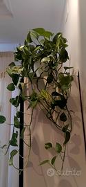 Pothos pianta