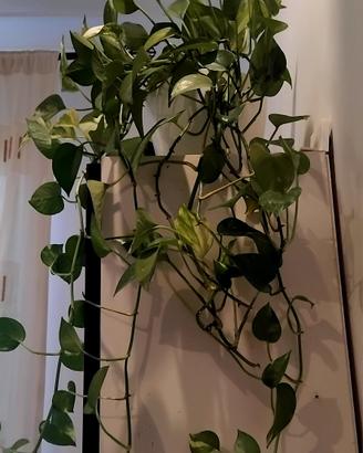 Pothos pianta