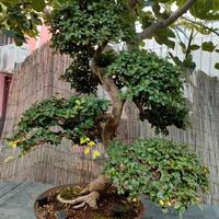 olmo cinese bonsai 