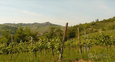 Azienda vitivinicola avviata nell'Oltrepò pavese