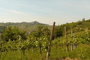 Azienda vitivinicola avviata nell'Oltrepò pavese
