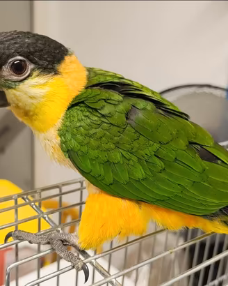 Caicco testa nera e caicco testa arancio pappagall