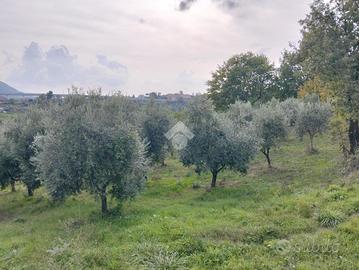 TER. AGRICOLO A PAROLISE