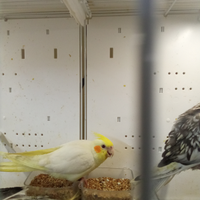 Calopsite maschio Lutino allevato a mano