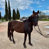 Pony da mg