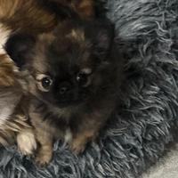 Chihuahua micro femminuccia