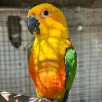 Conuro jandaya