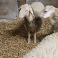 Montoncini pecora appenninica