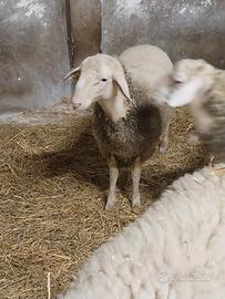 Montoncini pecora appenninica