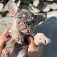 Cuccioli bulldog Francese