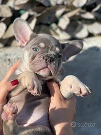 Cuccioli bulldog Francese