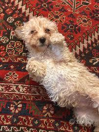 Cuccioli di barboncino Toy