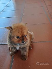 Volpini di Pomerania
