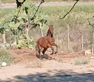 Cavallo