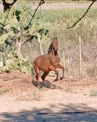 Cavallo