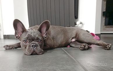 Bulldog Francese