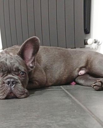 Bulldog Francese