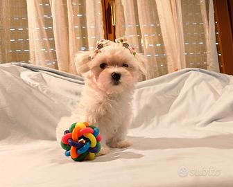Cucciola di Maltese Toy