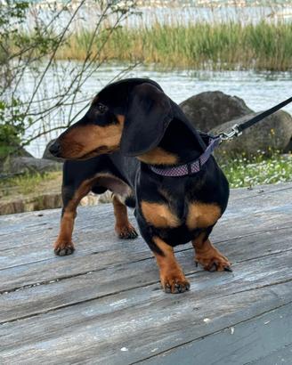 Bassotto per monta