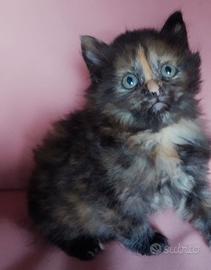 Cucciola - femmina - simil Siberiano