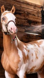 Cavallo