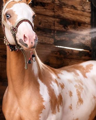 Cavallo