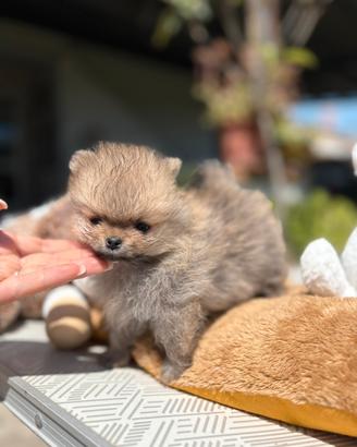 Cuccioli spitz tedesco nano pedigree