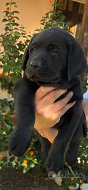 Labrador