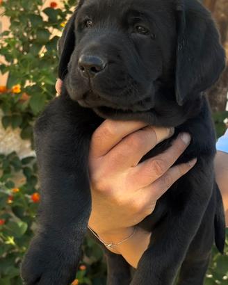 Labrador