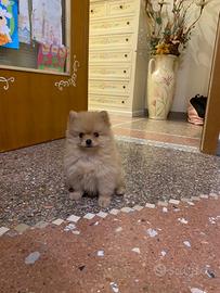 Cucciolo spitz di pomerania-volpino