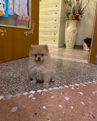 Cucciolo spitz di pomerania-volpino