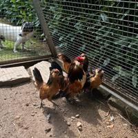 Galline barbute d Anversa