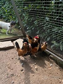 Galline barbute d Anversa