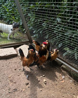 Galline barbute d Anversa