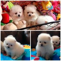 Cuccioli di spitz pomerania maschi e femmine