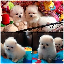 Cuccioli di spitz pomerania maschi e femmine