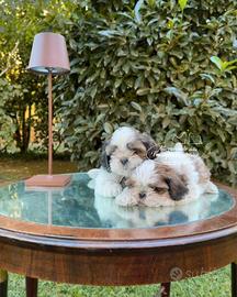 Cuccioli Shihtzu - allevamento selezionato