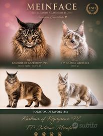 Maine Coon femmine