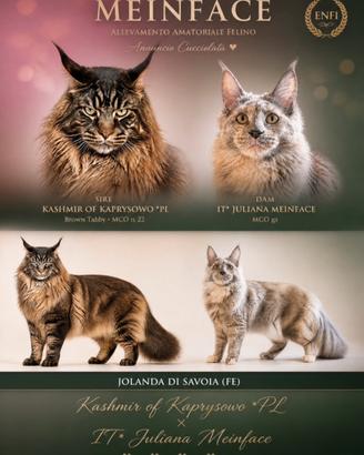 Maine Coon femmine
