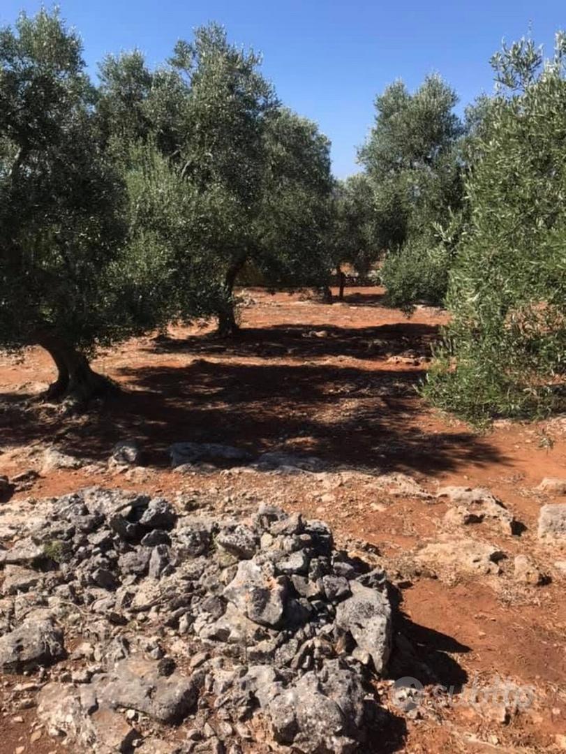 Terreno agricolo - Vista 2