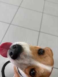 Cagnolina di 5 mesi