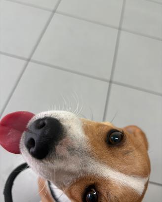 Cagnolina di 5 mesi