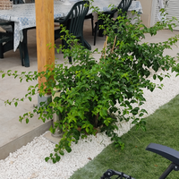 Idea abitativa indipendente