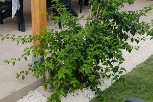 Idea abitativa indipendente