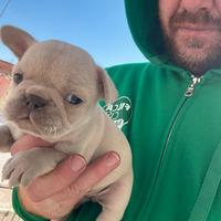 Bulldog francese platinum