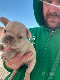 Bulldog francese platinum