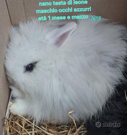 Cuccioli di coniglio ariete, e nano testa di leone
