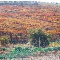 Rustico/Casale/Corte Caltanissetta [A201170]