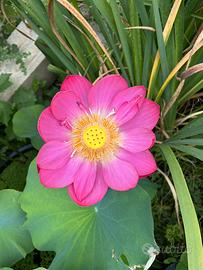Rizoma rinvasato di fiore di loto Nelumbo Betsy