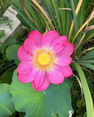 Rizoma rinvasato di fiore di loto Nelumbo Betsy